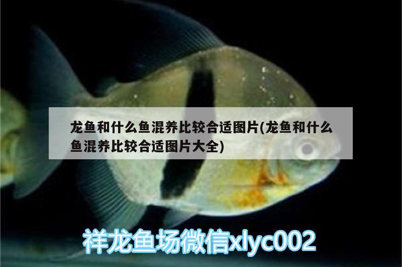 龍魚和什么魚混養(yǎng)比較合適圖片(龍魚和什么魚混養(yǎng)比較合適圖片大全) 潛水泵 第2張