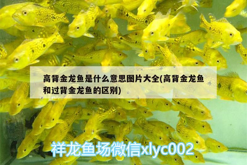 高背金龍魚是什么意思圖片大全(高背金龍魚和過背金龍魚的區(qū)別)