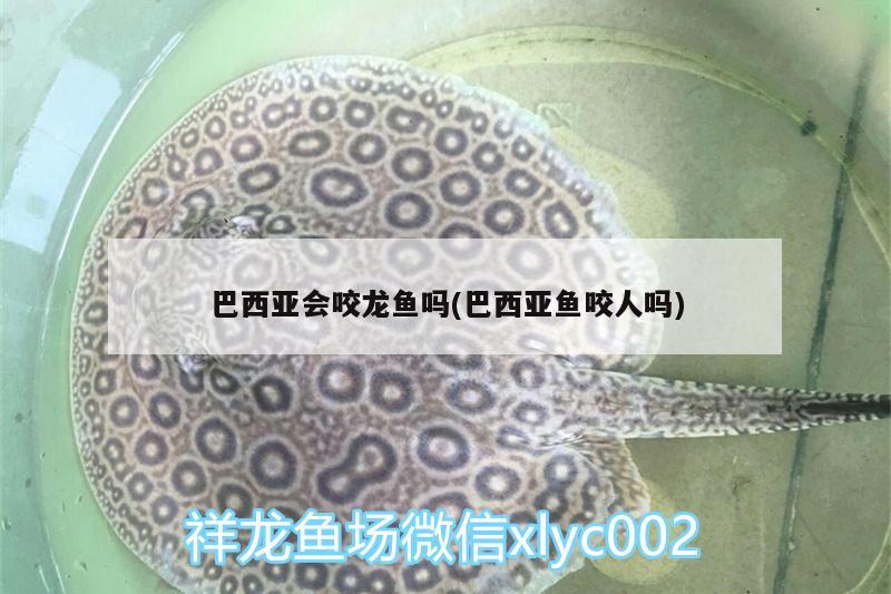 巴西亞會(huì)咬龍魚(yú)嗎(巴西亞魚(yú)咬人嗎)