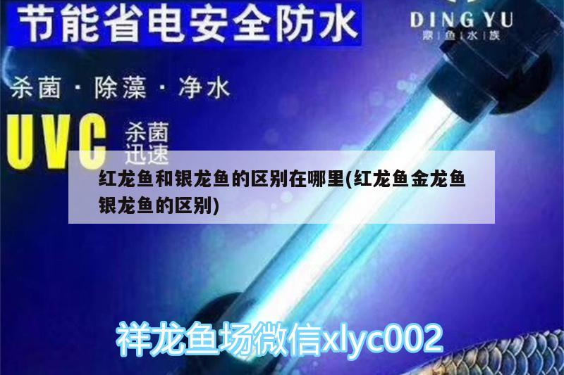 包含天水魚缸回收公司電話地址及電話的詞條 古典過背金龍魚 第2張