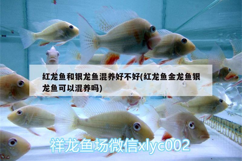 紅龍魚和銀龍魚混養(yǎng)好不好(紅龍魚金龍魚銀龍魚可以混養(yǎng)嗎)