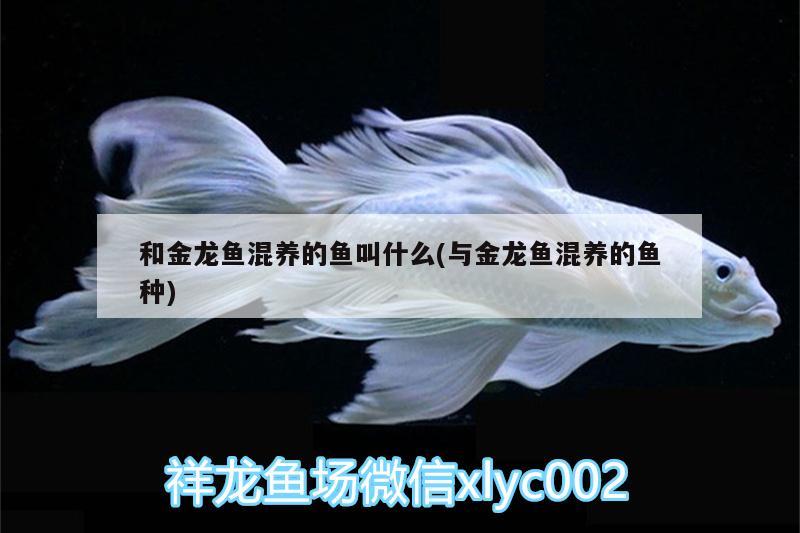 和金龍魚混養(yǎng)的魚叫什么(與金龍魚混養(yǎng)的魚種) 帝王迷宮魚