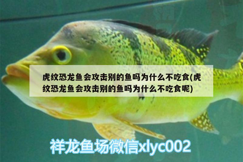 虎紋恐龍魚會攻擊別的魚嗎為什么不吃食(虎紋恐龍魚會攻擊別的魚嗎為什么不吃食呢) 暹羅巨鯉