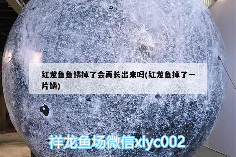 紅龍魚魚鱗掉了會(huì)再長出來嗎(紅龍魚掉了一片鱗) 黃鰭鯧魚 第1張