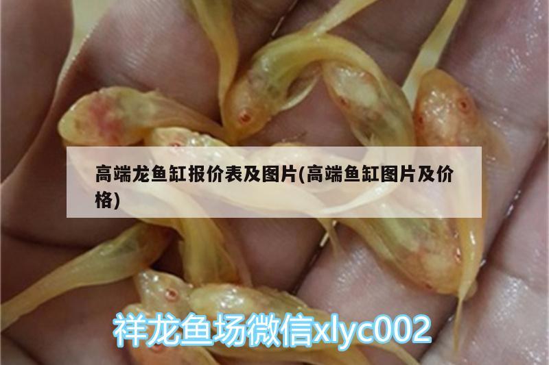 高端龍魚缸報價表及圖片(高端魚缸圖片及價格)