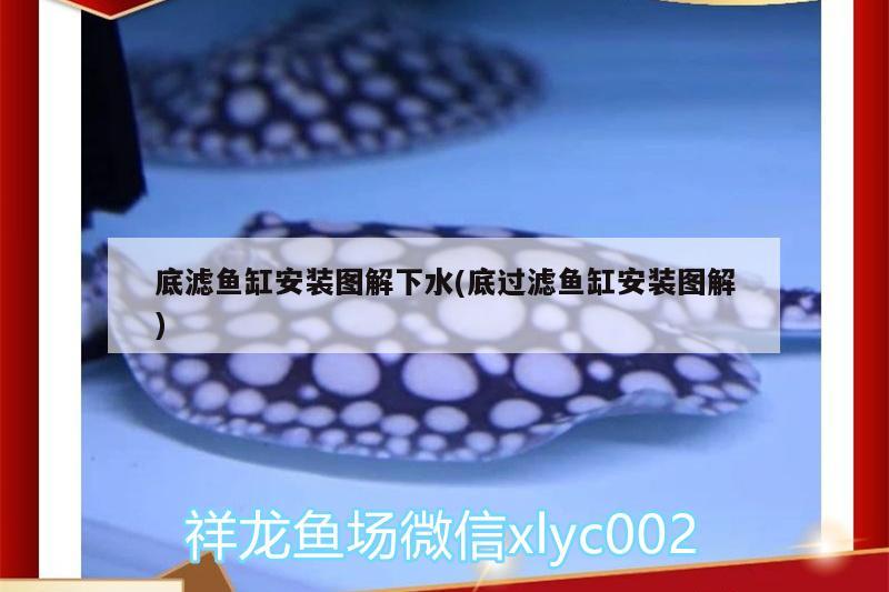 魟魚卷邊翻盤亂飛仰泳 羅漢魚 第3張