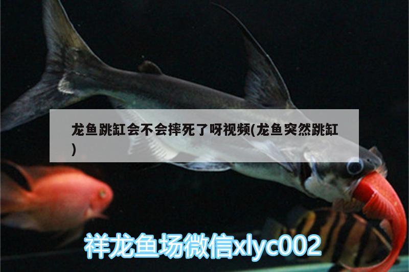 龍魚跳缸會不會摔死了呀視頻(龍魚突然跳缸) PH調節(jié)劑