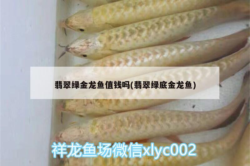 翡翠綠金龍魚值錢嗎(翡翠綠底金龍魚) 照明器材