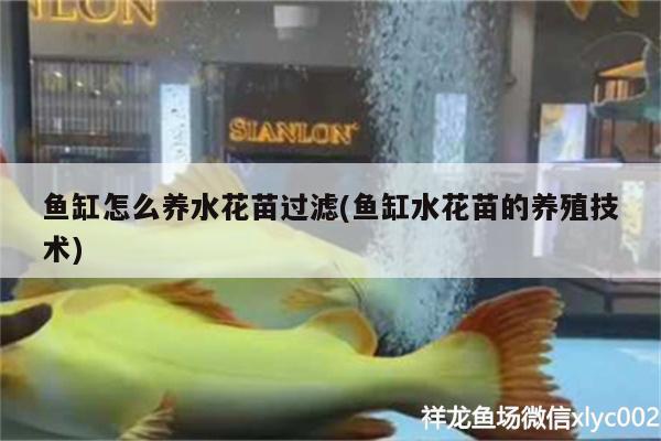 魚缸怎么養(yǎng)水花苗過濾(魚缸水花苗的養(yǎng)殖技術(shù))