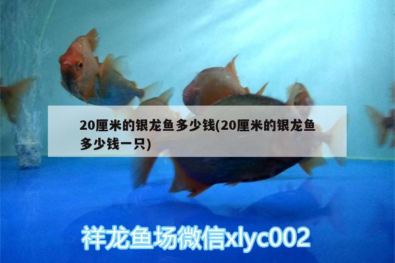 20厘米的銀龍魚多少錢(20厘米的銀龍魚多少錢一只) 銀龍魚