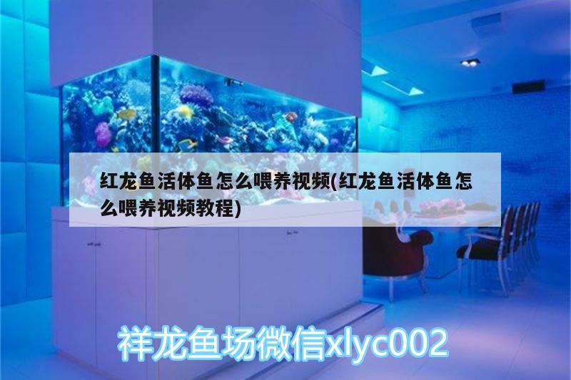 烏蘭浩特市樓上水族館 白子球鯊魚 第3張