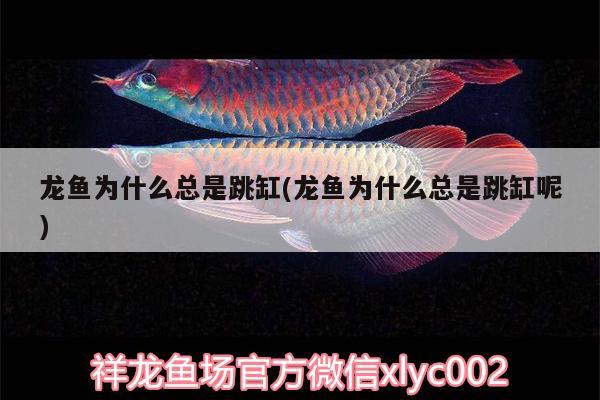 銀龍魚為什么掉魚鱗呢（銀龍魚掉魚鱗了怎么辦） 銀龍魚百科 第2張