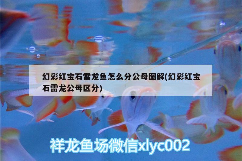 幻彩紅寶石雷龍魚怎么分公母圖解(幻彩紅寶石雷龍公母區(qū)分) 豹紋夫魚苗