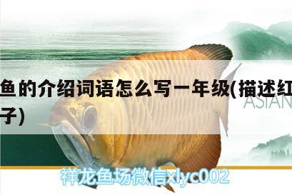 隴南水族批發(fā)市場(chǎng)地址電話（蘭州水族批發(fā)市場(chǎng)）