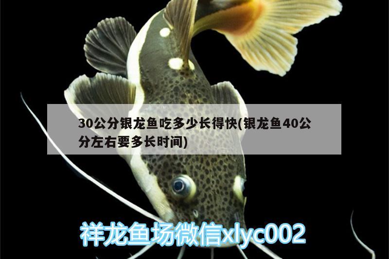 30公分銀龍魚吃多少長(zhǎng)得快(銀龍魚40公分左右要多長(zhǎng)時(shí)間) 銀龍魚百科