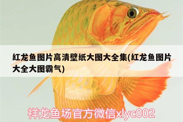 長沙市望城區(qū)花境花藝店 全國水族館企業(yè)名錄 第1張