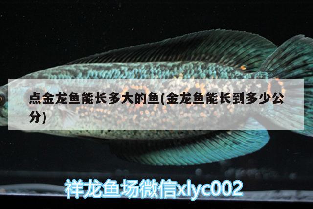 點金龍魚能長多大的魚(金龍魚能長到多少公分)