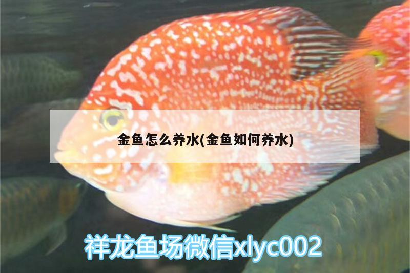 金魚(yú)怎么養(yǎng)水(金魚(yú)如何養(yǎng)水) 星點(diǎn)金龍魚(yú)