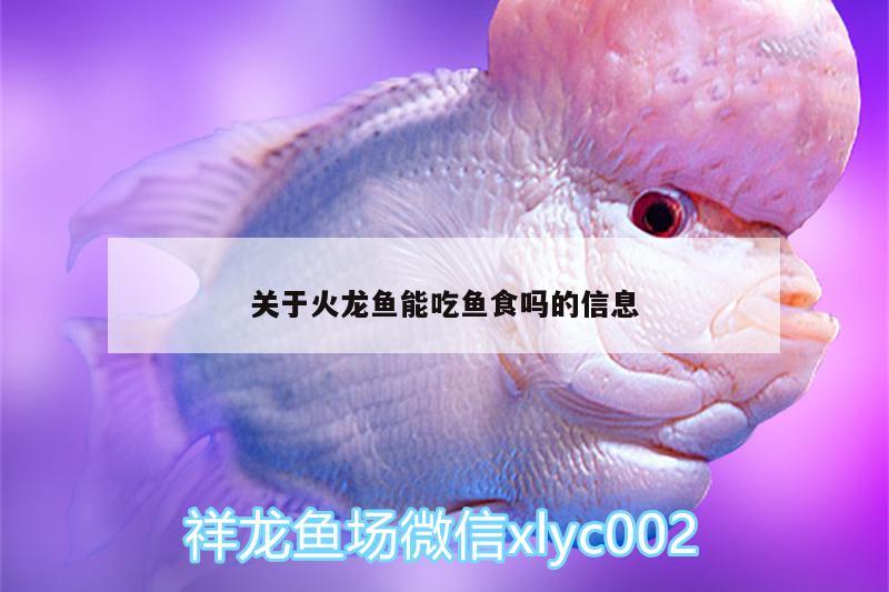 關(guān)于火龍魚能吃魚食嗎的信息