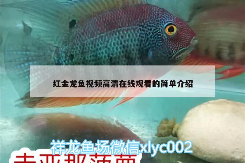 紅金龍魚視頻高清在線觀看的簡單介紹 巴西亞魚苗