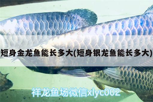 短身金龍魚能長(zhǎng)多大(短身銀龍魚能長(zhǎng)多大) 銀龍魚百科