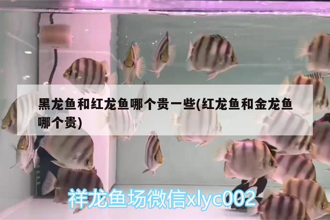 白子銀版魚(yú)