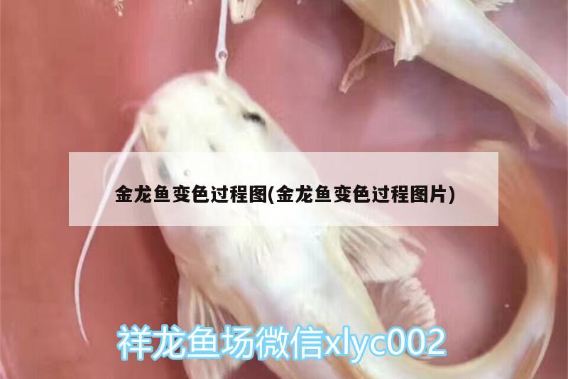 金龍魚變色過程圖(金龍魚變色過程圖片)