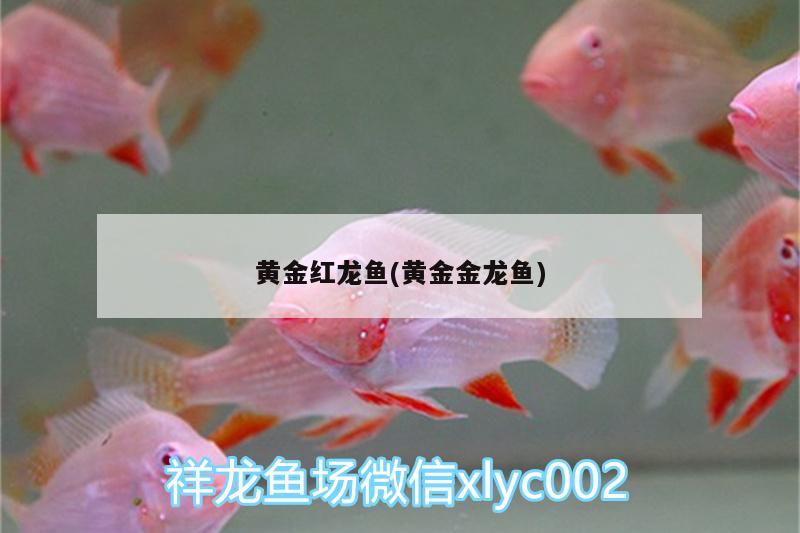 黃金紅龍魚(黃金金龍魚)