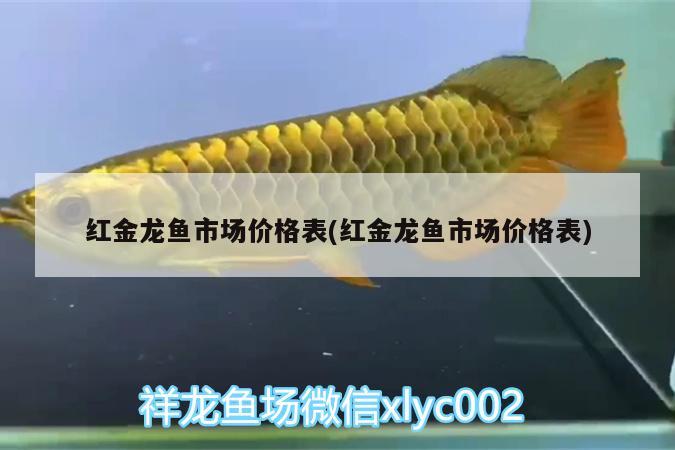 紅金龍魚市場價(jià)格表(紅金龍魚市場價(jià)格表) 野生埃及神仙魚