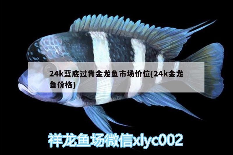 24k藍底過背金龍魚市場價位(24k金龍魚價格) 過背金龍魚