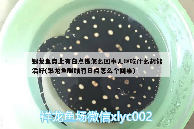 銀龍魚身上有白點是怎么回事兒啊吃什么藥能治好(銀龍魚眼睛有白點怎么個回事) 銀龍魚