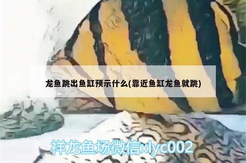 打造獨一無二的水中世界，讓你的小魚缸更美麗！，「小魚缸造景教程大全圖片」打造獨一無二的水中世界 藍帆三間魚 第2張