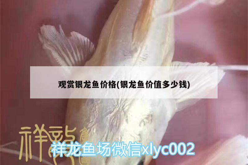 觀賞銀龍魚價(jià)格(銀龍魚價(jià)值多少錢)