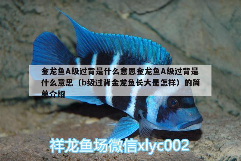 金龍魚A級過背是什么意思金龍魚A級過背是什么意思（b級過背金龍魚長大是怎樣）的簡單介紹 B級過背金龍魚