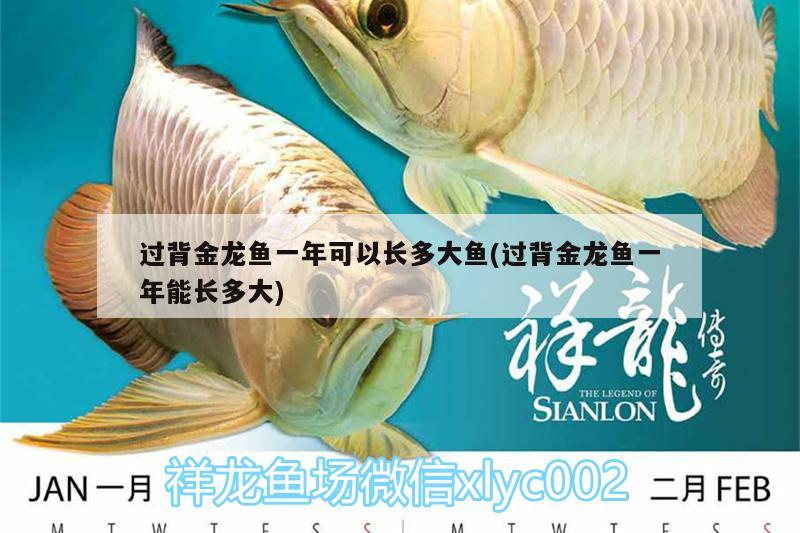 過(guò)背金龍魚一年可以長(zhǎng)多大魚(過(guò)背金龍魚一年能長(zhǎng)多大) 過(guò)背金龍魚