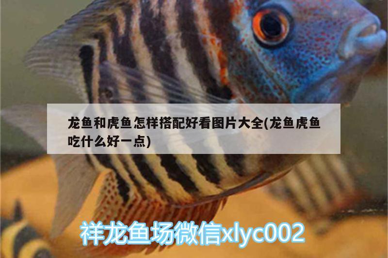 龍魚和虎魚怎樣搭配好看圖片大全(龍魚虎魚吃什么好一點(diǎn))