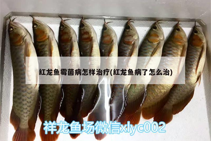 觀賞魚進(jìn)口網(wǎng)站有哪些好的品牌(批發(fā)觀賞魚的網(wǎng)站) 觀賞魚進(jìn)出口 第1張