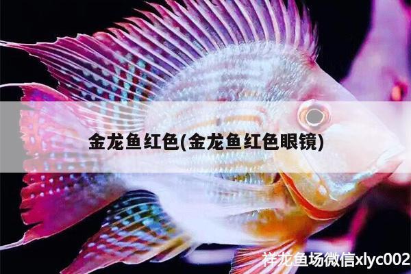 金龍魚紅色(金龍魚紅色眼鏡) 印尼小紅龍