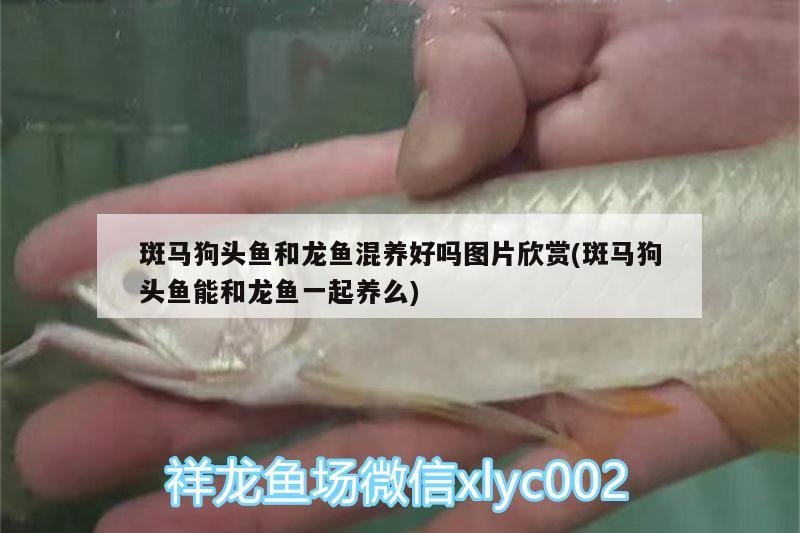 泰安哪里有賣魚缸的啊電話多少號（泰安魚缸維修電話）