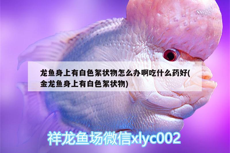 龍魚(yú)身上有白色絮狀物怎么辦啊吃什么藥好(金龍魚(yú)身上有白色絮狀物) 七紋巨鯉魚(yú)