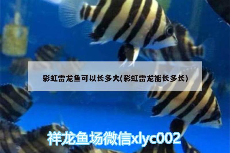 彩虹雷龍魚可以長(zhǎng)多大(彩虹雷龍能長(zhǎng)多長(zhǎng)) 黑金魟魚 第2張