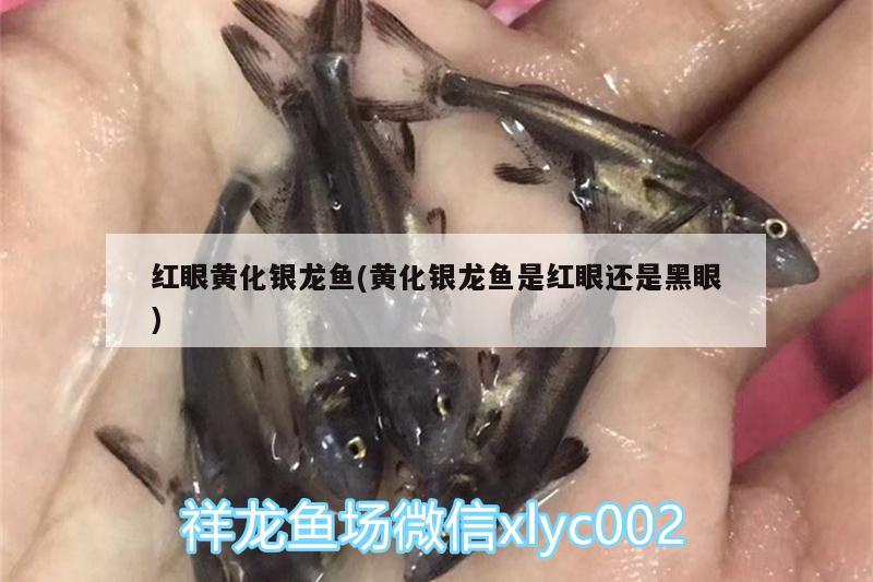 我來清洗魚缸的英文 我來清理魚缸用英語怎么讀