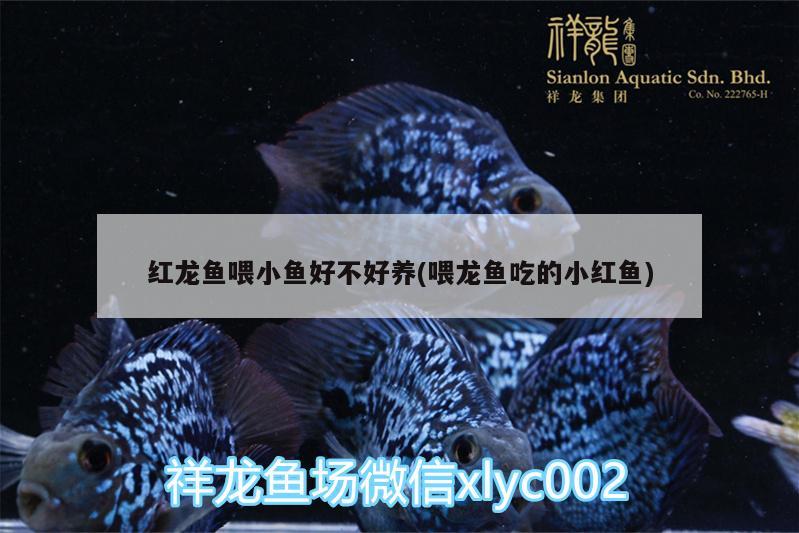 紅龍魚喂小魚好不好養(yǎng)(喂龍魚吃的小紅魚) 七紋巨鯉魚