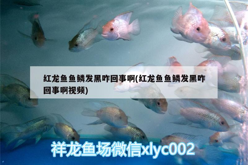 魚缸過(guò)濾器清理水垢視頻教學(xué)(魚缸過(guò)濾器怎樣清洗)