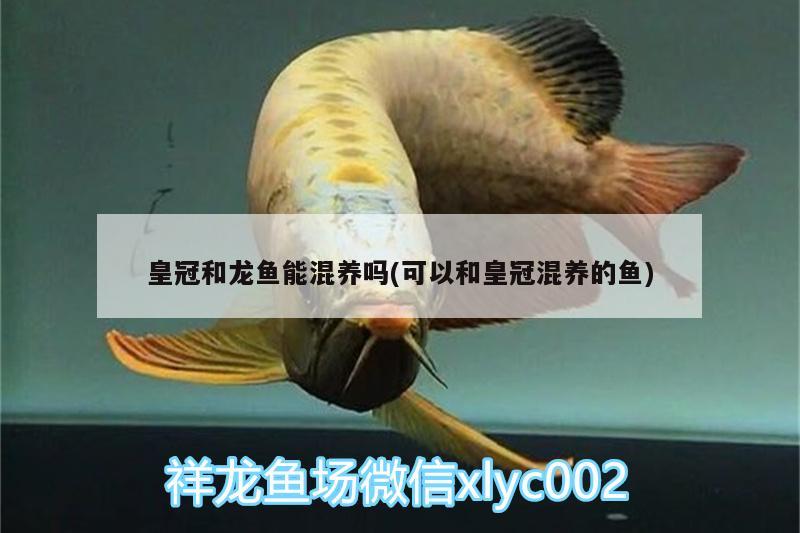 皇冠和龍魚能混養(yǎng)嗎(可以和皇冠混養(yǎng)的魚) 廣州水族批發(fā)市場