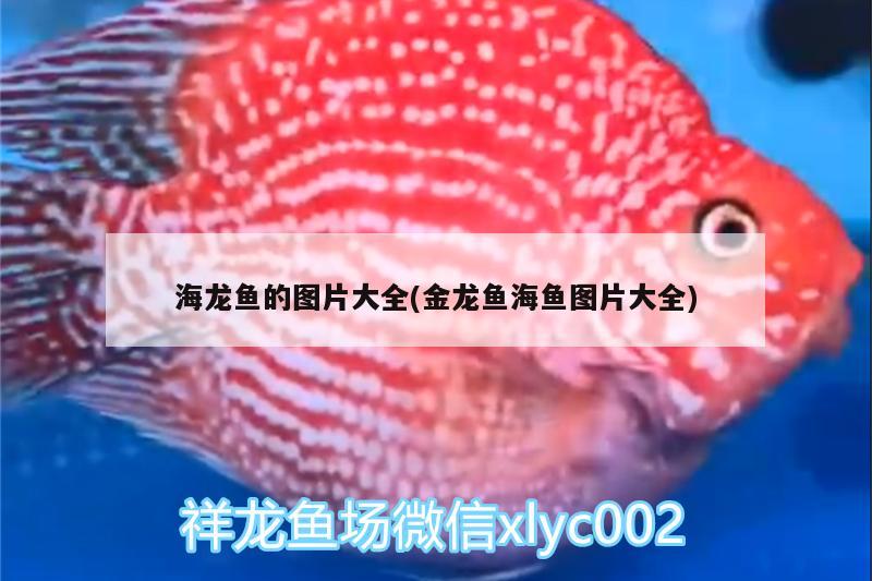 虎魚蒙眼了 下了黃粉 也在魚眼上涂了黃粉 就是不見好 已經(jīng)2個月了 虎魚百科 第2張