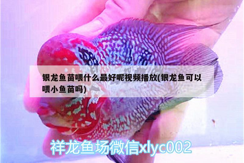 銀龍魚苗喂什么最好呢視頻播放(銀龍魚可以喂小魚苗嗎)