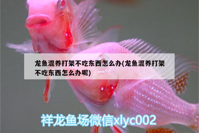 金魚(yú)缸的水發(fā)黃怎么辦：養(yǎng)金魚(yú)魚(yú)缸水發(fā)黃怎么解決?