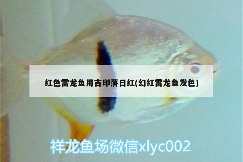 紅色雷龍魚用吉印落日紅(幻紅雷龍魚發(fā)色) 吉印水族