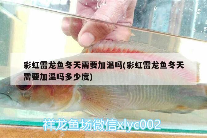 彩虹雷龍魚冬天需要加溫嗎(彩虹雷龍魚冬天需要加溫嗎多少度)